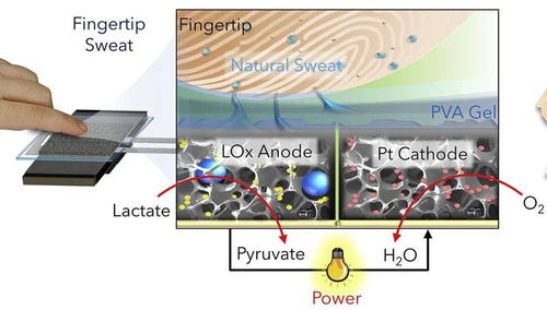 從指尖發(fā)電到奶牛導(dǎo)航 揭秘看似無(wú)厘頭研究的深層價(jià)值